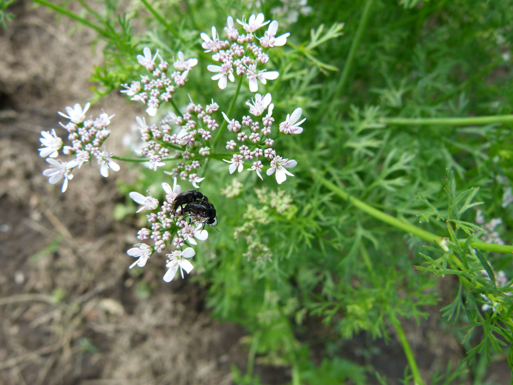 Mordellidae