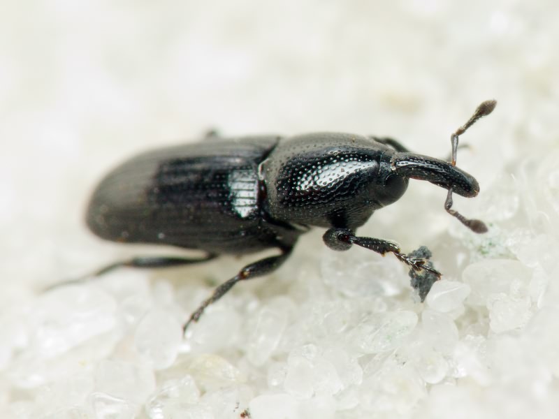 Labiaticola melas Boheman, 1836