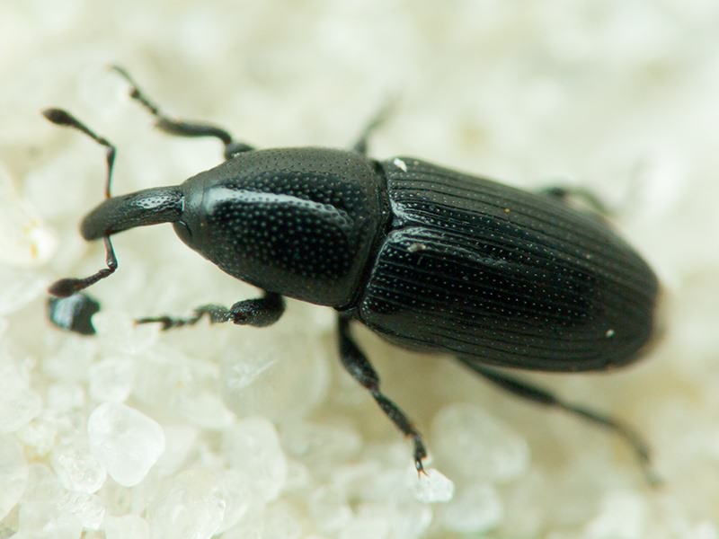 Labiaticola melas Boheman, 1836