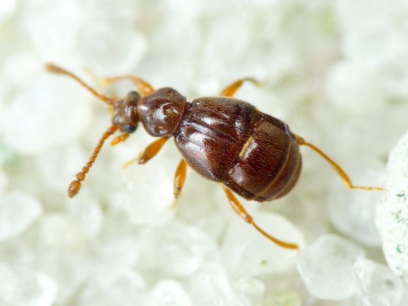 Brachygluta fossulata (Reichenbach, 1816)