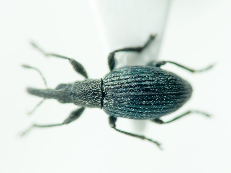 Aspidapion radiolus Marsham, 1802