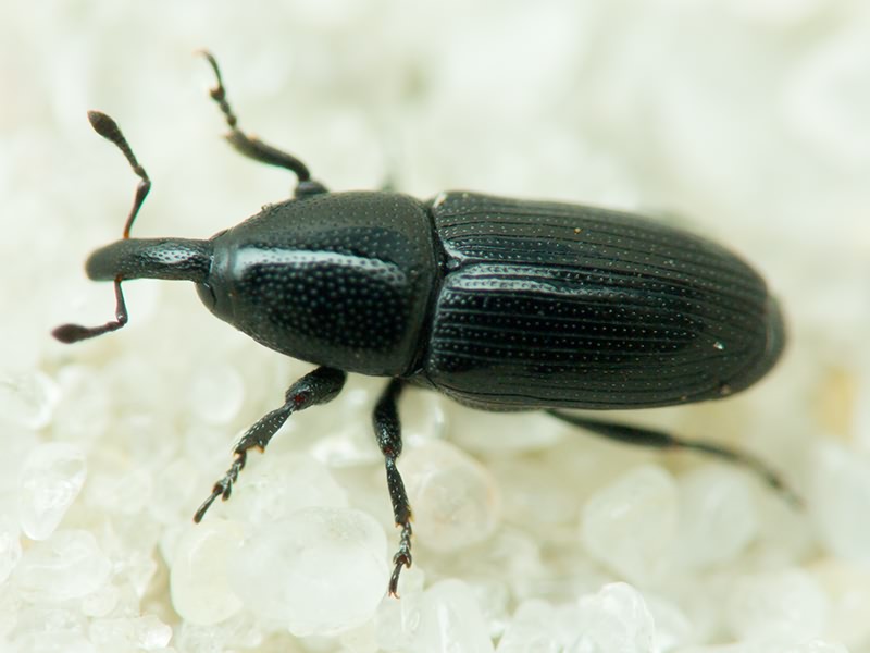 Labiaticola melas Boheman, 1836