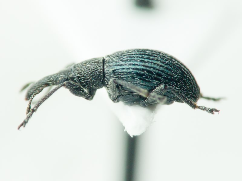 Aspidapion radiolus Marsham, 1802