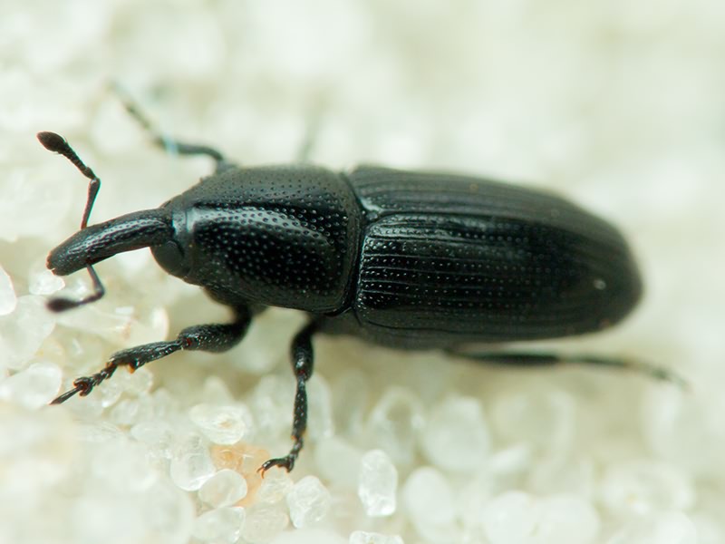 Labiaticola melas Boheman, 1836