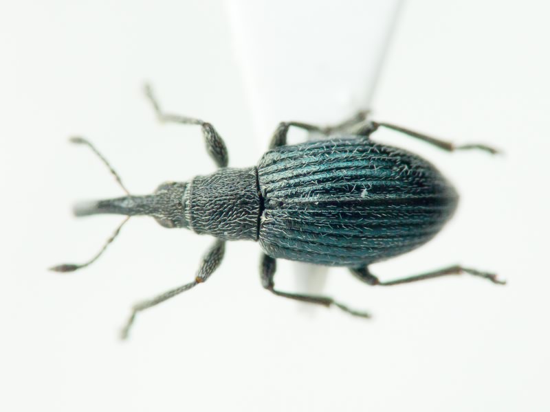Aspidapion radiolus Marsham, 1802