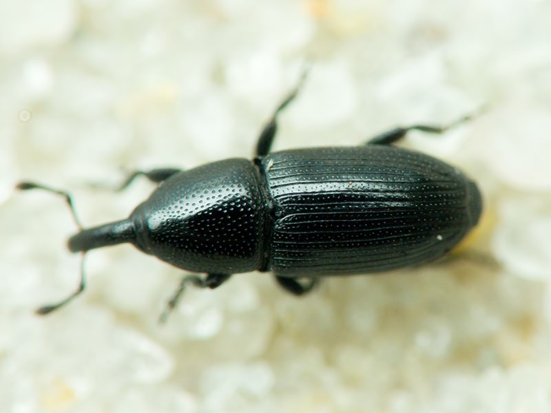 Labiaticola melas Boheman, 1836