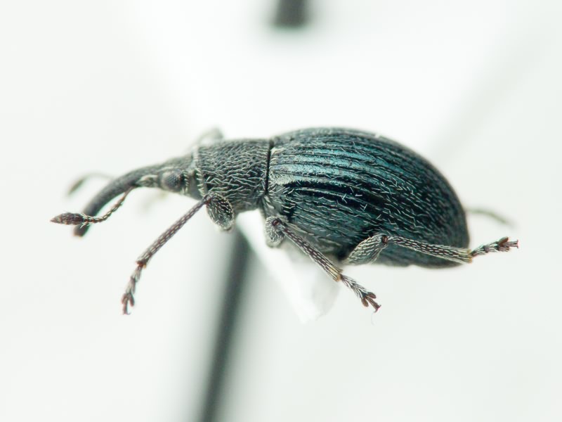 Aspidapion radiolus Marsham, 1802
