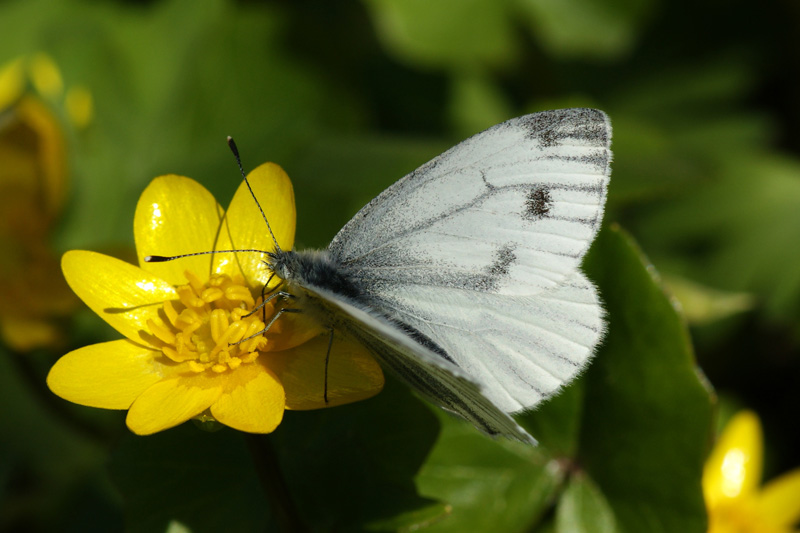 Pieris napi (Linnaeus, 1758)