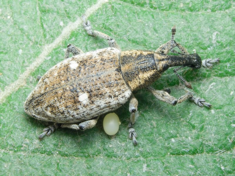 Lepyrus palustris (Scopoli, 1763)