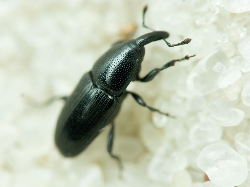 Labiaticola melas Boheman, 1836