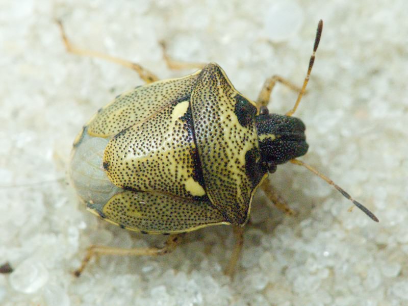 Eysarcoris aeneus (Scopoli, 1763)