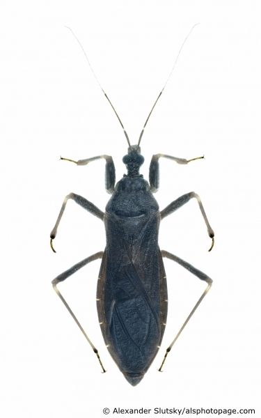 Reduvius personatus (Linnaeus, 1758)