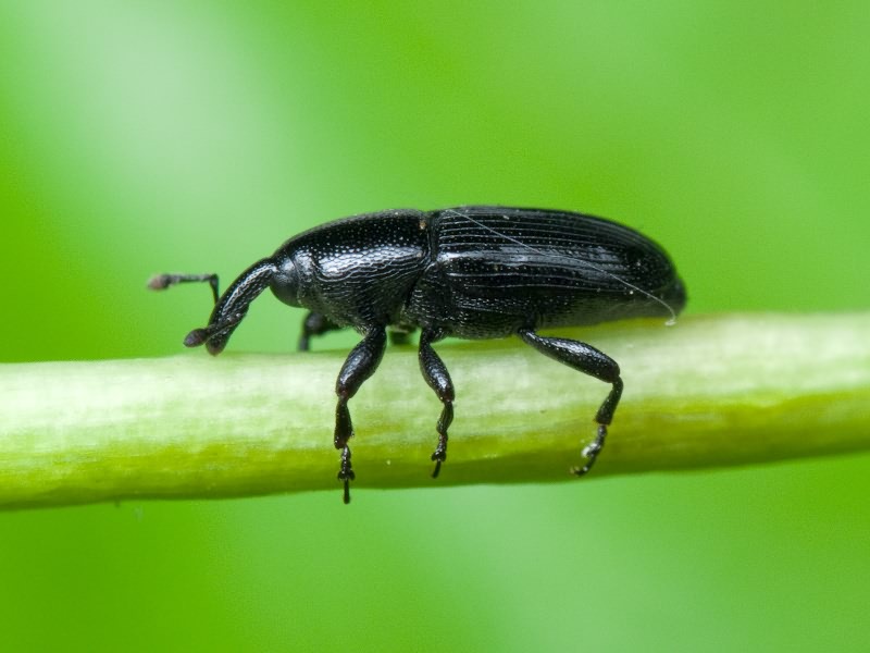 Labiaticola melas Boheman, 1836