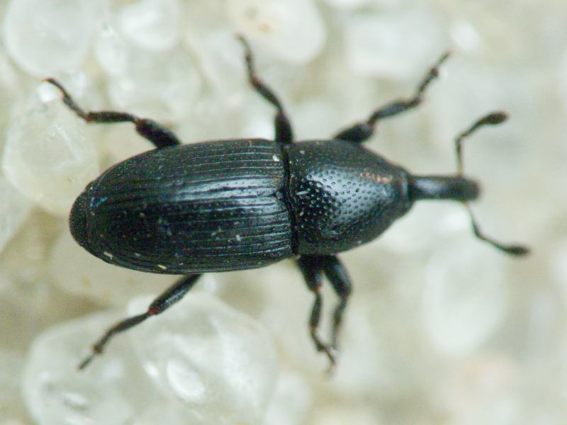 Labiaticola melas Boheman, 1836