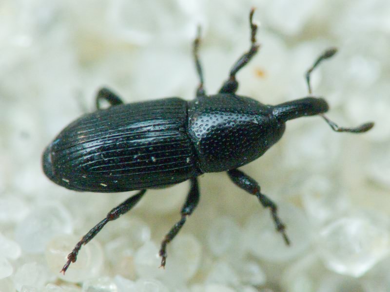 Labiaticola melas Boheman, 1836