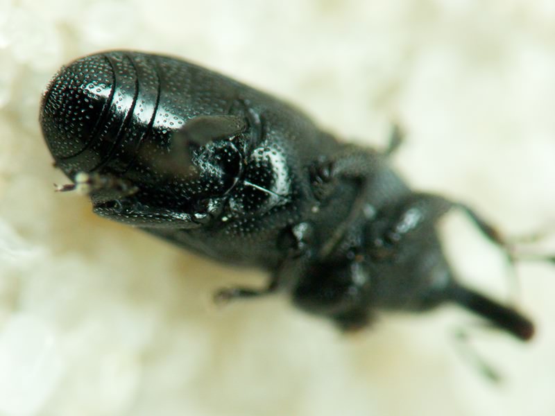 Labiaticola melas Boheman, 1836