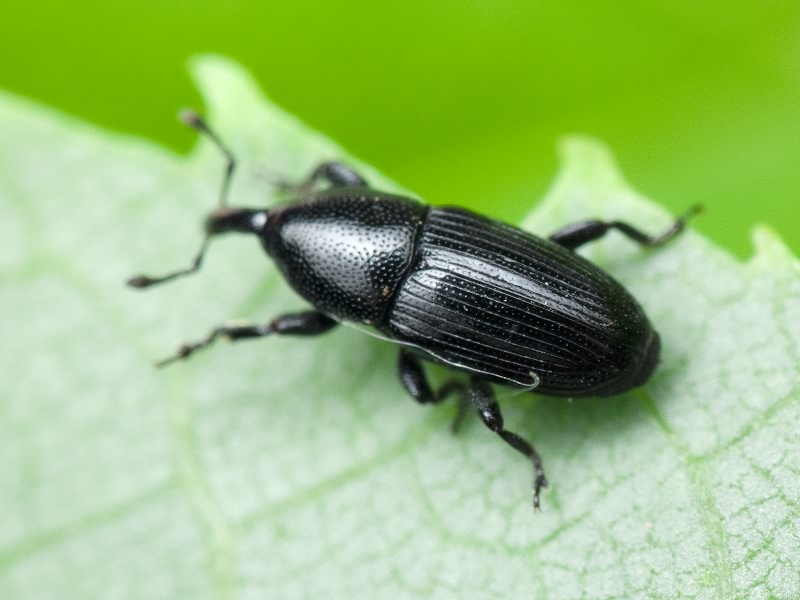 Labiaticola melas Boheman, 1836