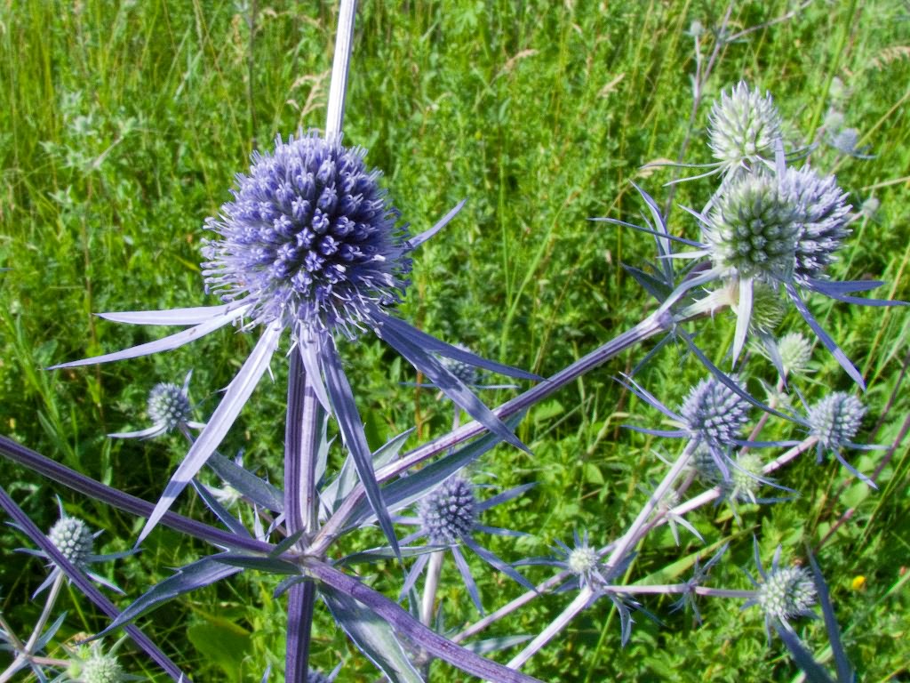 Eryngium planum L.
