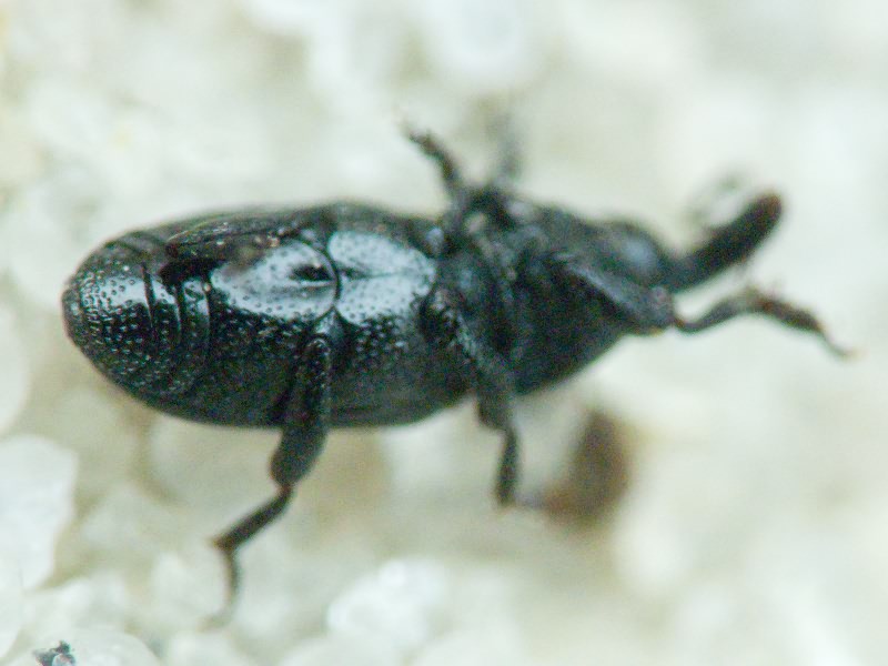 Labiaticola melas Boheman, 1836