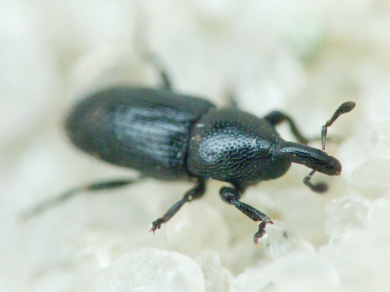 Labiaticola melas Boheman, 1836