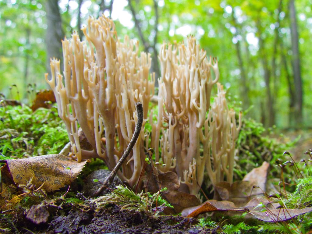 Ramaria