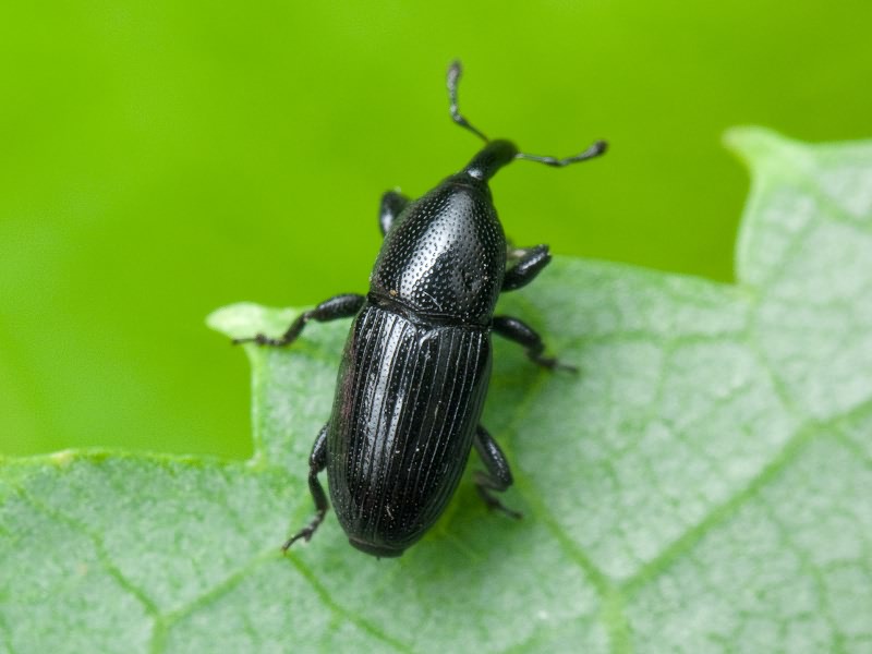 Labiaticola melas Boheman, 1836