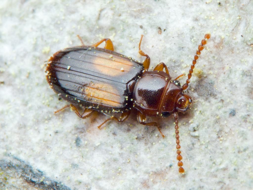 Laemophloeus monilis (Fabricius, 1787)