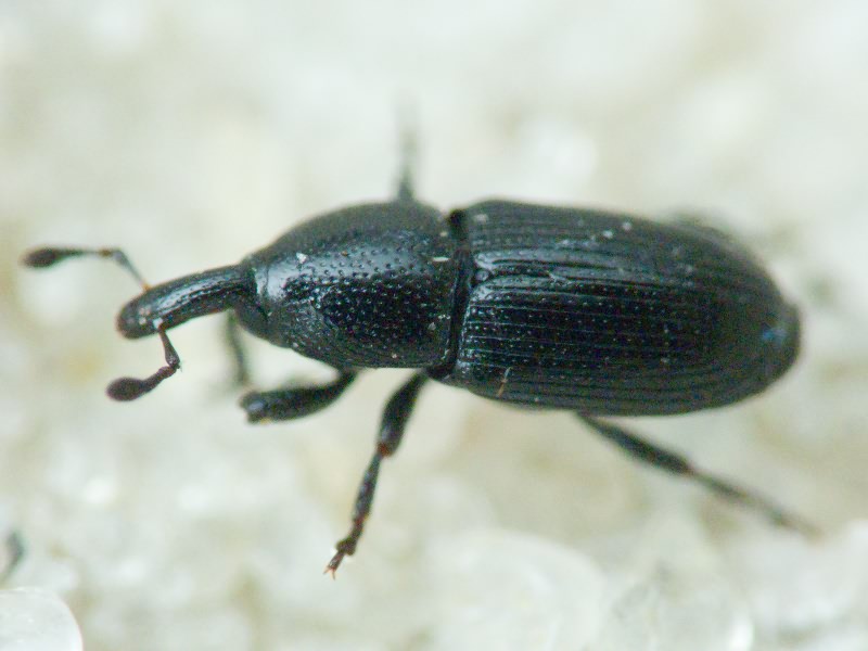 Labiaticola melas Boheman, 1836