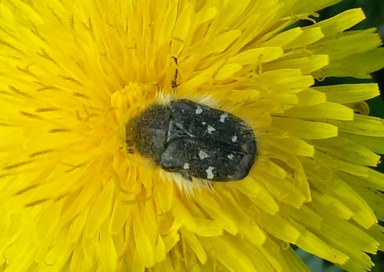 Tropinota hirta (Poda, 1761)