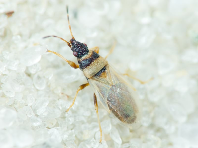 Oxycarenus pallens (Herrich-Schäffer, 1850)