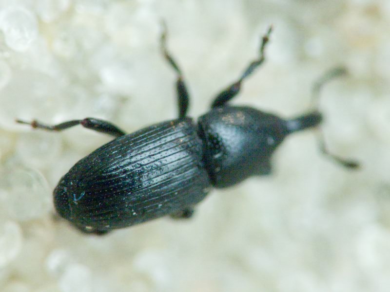 Labiaticola melas Boheman, 1836
