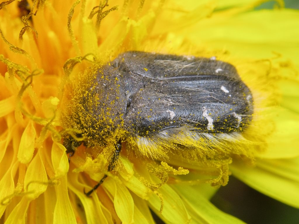 Tropinota (Epicometis) hirta (Poda, 1761)