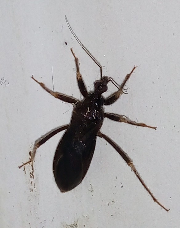 Reduvius personatus (Linnaeus, 1758)