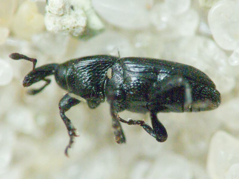 Labiaticola melas Boheman, 1836