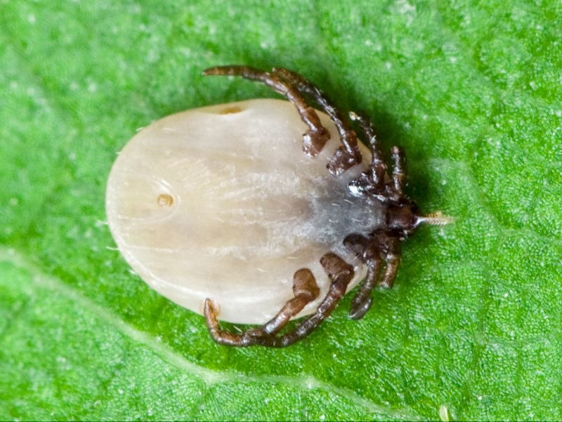 Ixodida