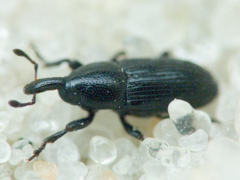 Labiaticola melas Boheman, 1836