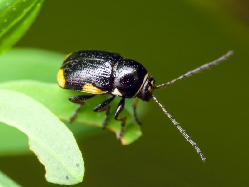 Cryptocephalus moraei (Linnaeus, 1758)