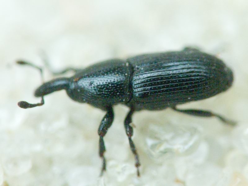 Labiaticola melas Boheman, 1836