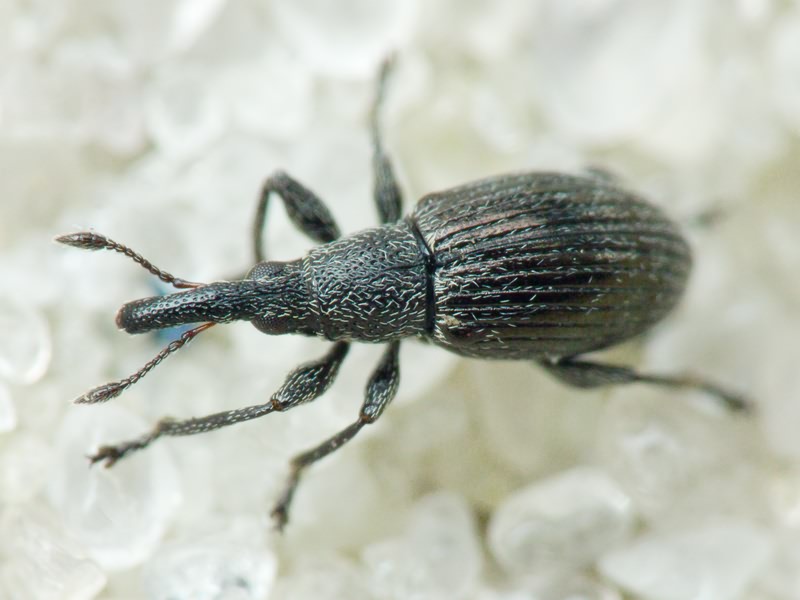 Aspidapion radiolus Marsham, 1802