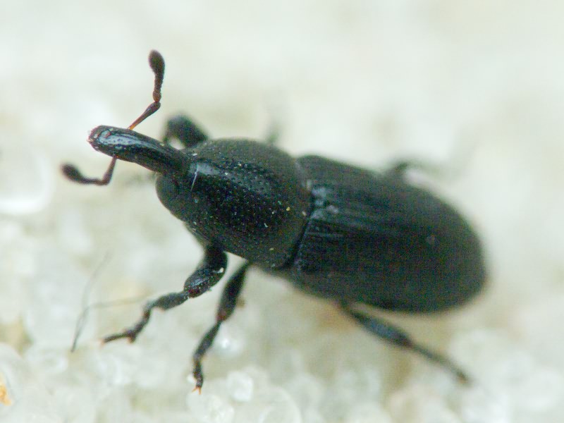 Labiaticola melas Boheman, 1836