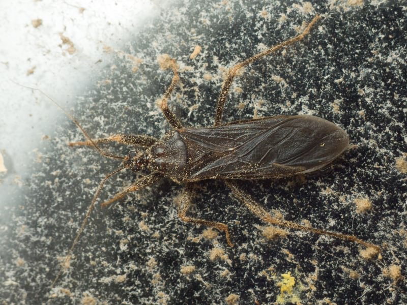Reduvius personatus (Linnaeus, 1758)