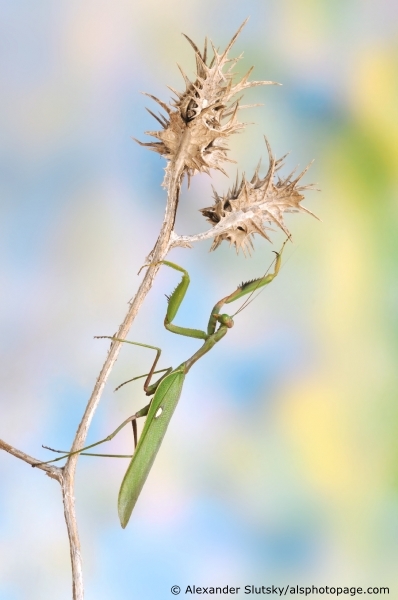 Sphodromantis viridis (Forskål, 1775)