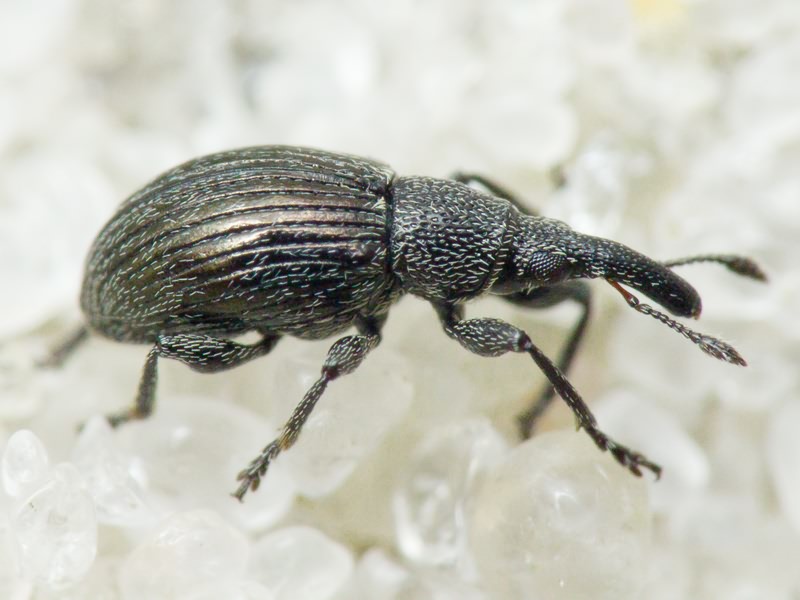 Aspidapion radiolus Marsham, 1802