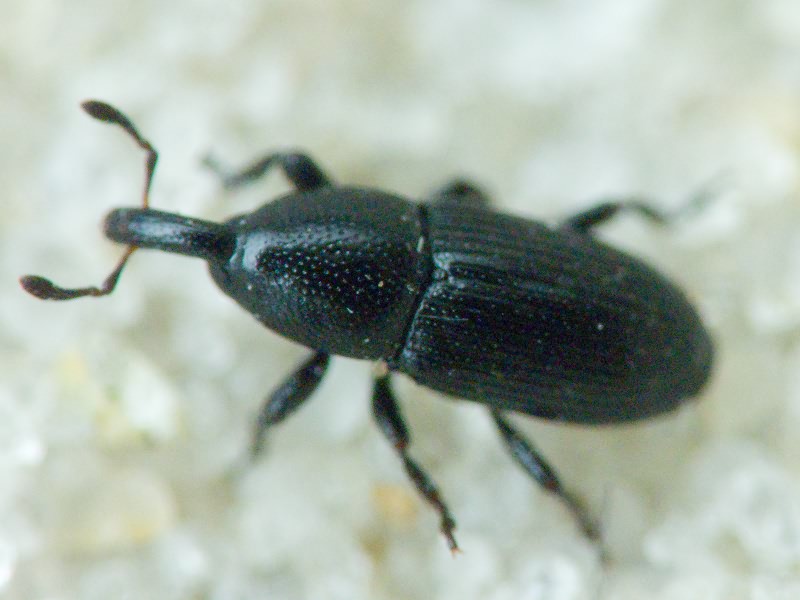 Labiaticola melas Boheman, 1836