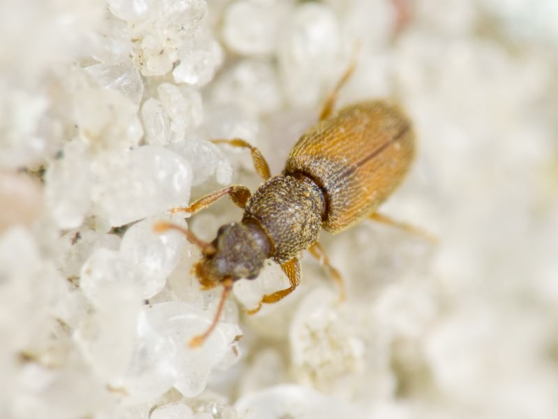 Monotoma bicolor A.Villa & G.Villa, 1835
