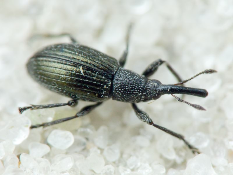 Aspidapion radiolus Marsham, 1802
