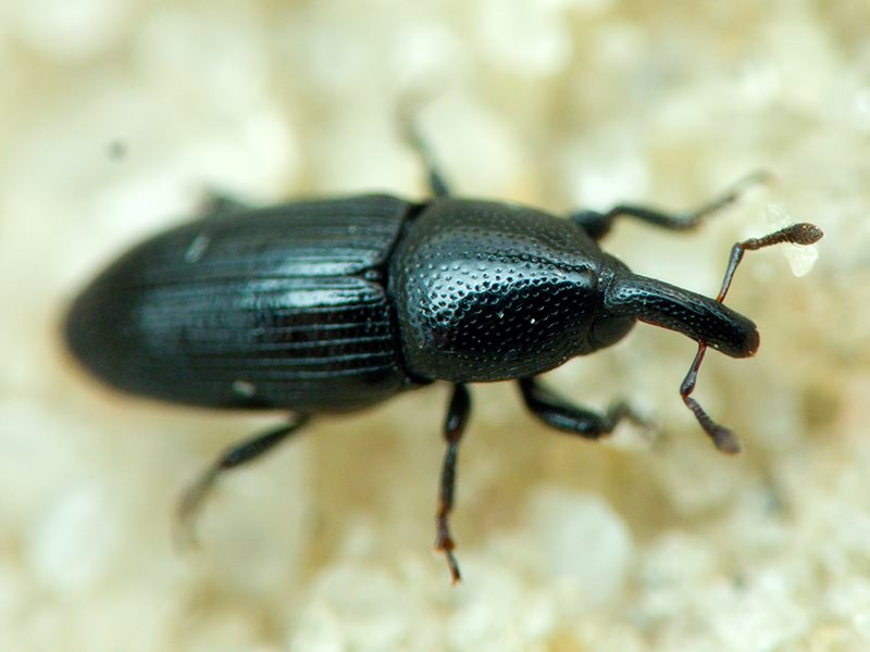 Labiaticola melas Boheman, 1836
