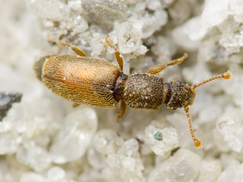 Monotoma bicolor A.Villa & G.Villa, 1835