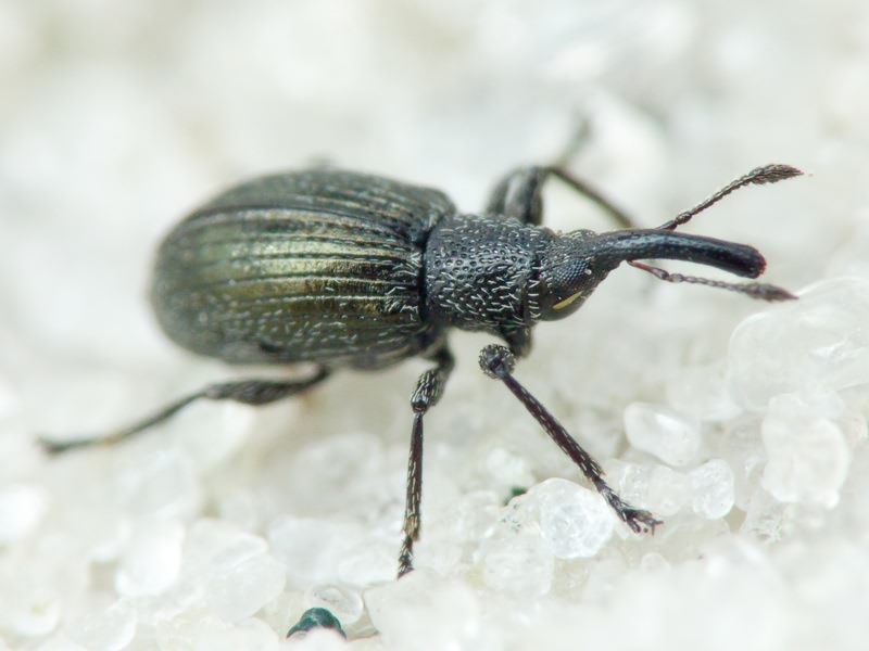 Aspidapion radiolus Marsham, 1802