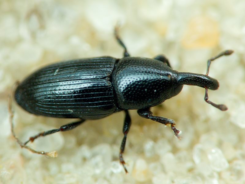 Labiaticola melas Boheman, 1836